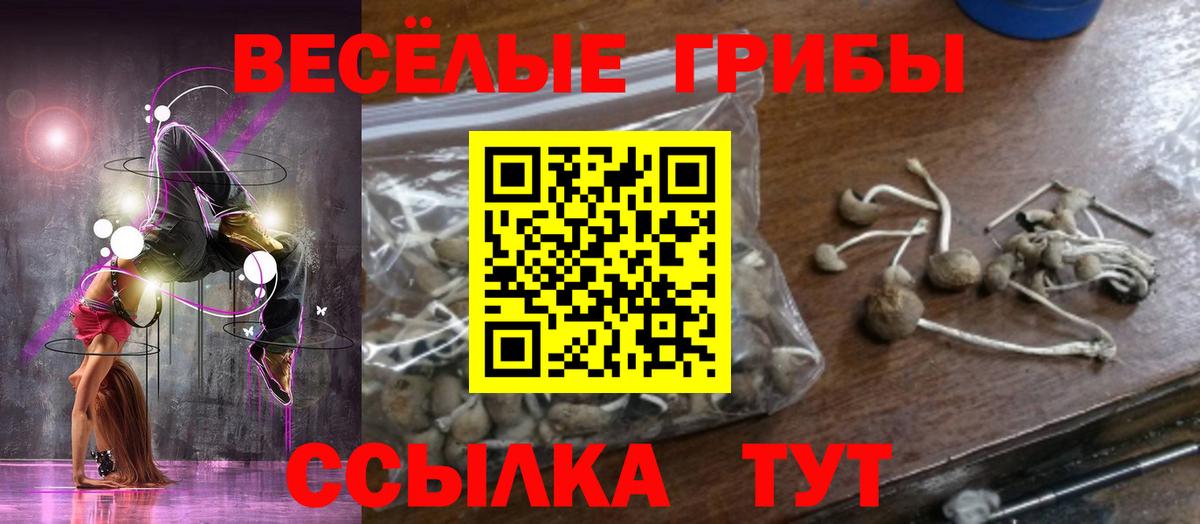 Галлюциногенные грибы Psilocybe Черногорск